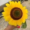 brunafemimine